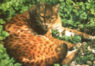 African Golden Cat, courtesy of Neville Buck and Wuppertal Zoo