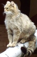 Asiatic Wildcat, courtesy of Lukas-Mizoch