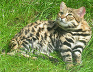 Black-footed Cat, courtesy of Zbyszko
