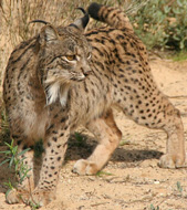 Iberian Lynx, courtesy of Programa de Conservación Ex-situ del Lince Ibérico www.lynxexsitu.es