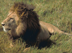 Lion, courtesy of PDPphoto.org