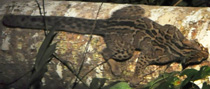 Marbled Cat, courtesy of Johan-Embréus