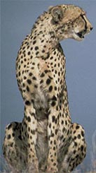 Cheetah, courtesy of USFWS