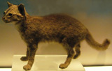 Iriomote Cat, courtesy of Wikimedia Commons