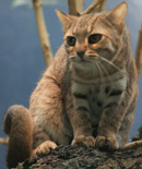 Rusty-spotted Cat, courtesy of UrLunkwill