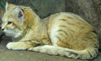 Sand Cat, courtesy of FisherQueen