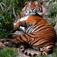 Tiger, courtesy of USFWS