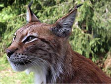 Eurasian Lynx, courtesy of David Castor