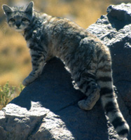 Andean Cat, courtesy of Jim Sanderson